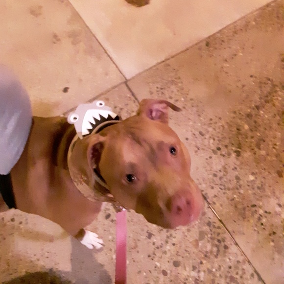 Meet your Posher, Alicia - Picture 1 of 1